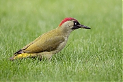 Filename=Groene-specht-20171001g1280YSXX9495a.jpg
Filesize=734KiB
Dimensions=1280x960
Date added=Oct 02, 2017 Groene-specht-20171001g1280YSXX9495a.jpg