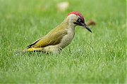 Filename=Groene-specht-20171001g1280YSXX9496a.jpg
Filesize=710KiB
Dimensions=1280x960
Date added=Oct 05, 2017 Groene-specht-20171001g1280YSXX9496a.jpg