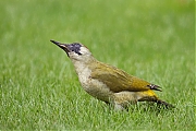 Filename=Groene-specht-20171001g1280YSXX9503a.jpg
Filesize=791KiB
Dimensions=1280x960
Date added=Oct 02, 2017 Groene-specht-20171001g1280YSXX9503a.jpg