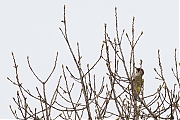 Filename=Groene-specht-20180427g1280YSXX2248a.jpg
Filesize=648KiB
Dimensions=1280x960
Date added=Apr 27, 2018 Groene-specht-20180427g1280YSXX2248a.jpg