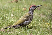 Groene-specht-20240710g14401A1A2495atcrfb-Tuin.jpg
