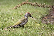 Groene-specht-20240710g14401A1A2498atcrfb-Tuin.jpg