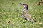 Groene-specht-20240710g14401A1A2514atcrfb-Tuin.jpg