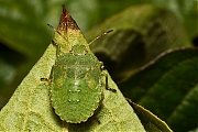 Groene-stimlwants-20120921g800IMG_0784a.jpg