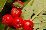 Groene-stinkwants-20120921g800IMG_0778a.jpg