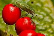 Groene-stinkwants-20120921g800IMG_0780a.jpg