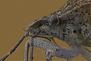 Filename=Groene_stinkwants_g1280a_2018-02-26_21-58-43_28C29.jpg
Filesize=629KiB
Dimensions=1280x960
Date added=Feb 27, 2018 Groene_stinkwants_g1280a_2018-02-26_21-58-43_28C29.jpg