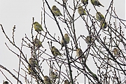 Groenling-20090221_a64030x_149a.jpg