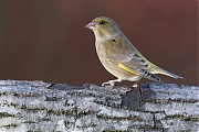 Filename=Groenling-20141206g10247X1A2448a.jpg
Filesize=556KiB
Dimensions=1024x768
Date added=Dec 06, 2014 Groenling-20141206g10247X1A2448a.jpg