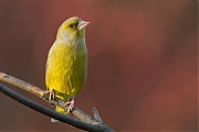 Filename=Groenling-20141206g12807X1A2457a.jpg
Filesize=692KiB
Dimensions=1280x960
Date added=Dec 09, 2019 Groenling-20141206g12807X1A2457a.jpg