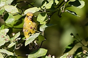 Filename=Groenling-20170527g1280YSXX9239a.jpg
Filesize=800KiB
Dimensions=1280x960
Date added=May 27, 2017 Groenling-20170527g1280YSXX9239a.jpg
