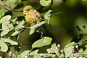 Filename=Groenling-20170527g1280YSXX9242a.jpg
Filesize=803KiB
Dimensions=1280x960
Date added=May 27, 2017 Groenling-20170527g1280YSXX9242a.jpg