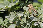 Filename=Groenling-20180615g1280YSXX2718a.jpg
Filesize=823KiB
Dimensions=1280x960
Date added=Jun 25, 2018 Groenling-20180615g1280YSXX2718a.jpg