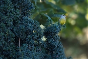 Filename=Groenling-20191029g1280YSXX5879a.jpg
Filesize=643KiB
Dimensions=1280x960
Date added=Oct 31, 2019 Groenling-20191029g1280YSXX5879a.jpg