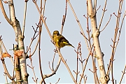 Filename=Groenling-20191109g12807X1A7558a.jpg
Filesize=792KiB
Dimensions=1280x960
Date added=Nov 09, 2019 Groenling-20191109g12807X1A7558a.jpg