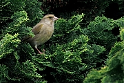 Groenling-20250326g14401A1A4716atcrfb-Tuin.jpg