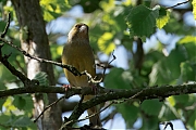 Groenling-202504031A1A5136dtcrfb-Tuin.jpg
