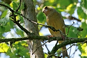 Groenling-202504031A1A5151dtcrfb-Tuin.jpg
