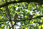 Groenling-202504031A1A5181otcrfb-Tuin.jpg
