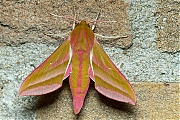 Groot-avondrood-Deilephila-elpenor-20140621g800IMG_5114a.jpg