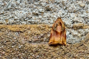 Filename=Grote-appelbladroller-20150712g1280_MG_1158a.jpg
Filesize=1241KiB
Dimensions=1280x960
Date added=Jul 12, 2015 Grote-appelbladroller-20150712g1280_MG_1158a.jpg