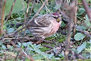 Filename=Grote-barmsijs-20240101g14401A1A3766acrfb-Rielsche-Heide.jpg
Filesize=889KiB
Dimensions=1280x960
Date added=Jan 14, 2024 Grote-barmsijs-20240101g14401A1A3766acrfb-Rielsche-Heide.jpg
