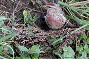 Filename=Grote-barmsijs-20240101g14401A1A4130acrfb-Rielsche-Heide.jpg
Filesize=948KiB
Dimensions=1280x960
Date added=Jan 14, 2024 Grote-barmsijs-20240101g14401A1A4130acrfb-Rielsche-Heide.jpg
