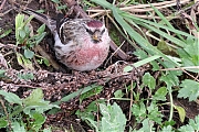 Grote-barmsijs-20240101g14401A1A4342acrfb-Rielsche-Heide.jpg