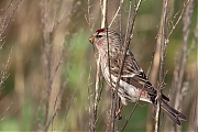Grote-barmsijs-20240101g14401A1A4536acrfb-Rielsche-Heide.jpg