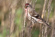 Grote-barmsijs-20240101g14401A1A4556acrfb-Rielsche-Heide.jpg