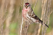 Grote-barmsijs-20240101g14401A1A4602acrfb-Rielsche-Heide.jpg