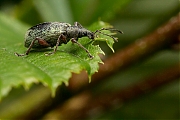 Filename=Grote-bladsnuitkever-Phyllobius-glaucus-20130615g8007X1A8271b.jpg
Filesize=259KiB
Dimensions=800x600
Date added=Aug 23, 2013 Grote-bladsnuitkever-Phyllobius-glaucus-20130615g8007X1A8271b.jpg