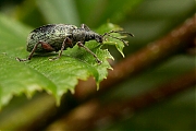 Grote-bladsnuitkever-Phyllobius-glaucus-20130615g8007X1A8271b.jpg