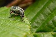 Filename=Grote-bladsnuitkever-Phyllobius-glaucus-20130615g8007X1A8301a.jpg
Filesize=252KiB
Dimensions=800x600
Date added=Aug 23, 2013 Grote-bladsnuitkever-Phyllobius-glaucus-20130615g8007X1A8301a.jpg