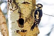 Filename=Grote-bonte-specht-20170510g1280YSXX8759a.jpg
Filesize=762KiB
Dimensions=1280x960
Date added=May 10, 2017 Grote-bonte-specht-20170510g1280YSXX8759a.jpg