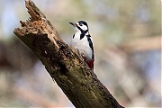 Filename=Grote-bonte-specht-20240325g14401A1A1062atcrfb-Pannenhoef.jpg
Filesize=630KiB
Dimensions=1280x960
Date added=Mar 26, 2024 Grote-bonte-specht-20240325g14401A1A1062atcrfb-Pannenhoef.jpg