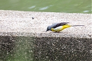 Filename=Grote-gele-kwikstaart-20190520g1280YSXX5005b.jpg
Filesize=1013KiB
Dimensions=1280x960
Date added=May 24, 2019 Grote-gele-kwikstaart-20190520g1280YSXX5005b.jpg