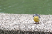 Filename=Grote-gele-kwikstaart-20190520g1280YSXX5010d.jpg
Filesize=793KiB
Dimensions=1280x960
Date added=May 26, 2019 Grote-gele-kwikstaart-20190520g1280YSXX5010d.jpg