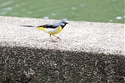 Filename=Grote-gele-kwikstaart-20190520g1280YSXX5015b.jpg
Filesize=1032KiB
Dimensions=1280x960
Date added=May 24, 2019 Grote-gele-kwikstaart-20190520g1280YSXX5015b.jpg