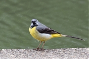 Filename=Grote-gele-kwikstaart-20190520g1280YSXX5028a.jpg
Filesize=613KiB
Dimensions=1280x960
Date added=May 20, 2019 Grote-gele-kwikstaart-20190520g1280YSXX5028a.jpg