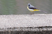 Filename=Grote-gele-kwikstaart-20190520g1280YSXX5037b.jpg
Filesize=709KiB
Dimensions=1280x960
Date added=May 24, 2019 Grote-gele-kwikstaart-20190520g1280YSXX5037b.jpg
