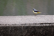 Filename=Grote-gele-kwikstaart-20190520g1280YSXX5038b.jpg
Filesize=643KiB
Dimensions=1280x960
Date added=May 24, 2019 Grote-gele-kwikstaart-20190520g1280YSXX5038b.jpg
