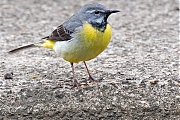 Filename=Grote-gele-kwikstaart-20190520g1280YSXX5057a.jpg
Filesize=923KiB
Dimensions=1280x960
Date added=May 20, 2019 Grote-gele-kwikstaart-20190520g1280YSXX5057a.jpg