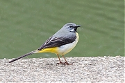 Filename=Grote-gele-kwikstaart-20190520g1280YSXX5068a.jpg
Filesize=795KiB
Dimensions=1280x960
Date added=May 21, 2019 Grote-gele-kwikstaart-20190520g1280YSXX5068a.jpg