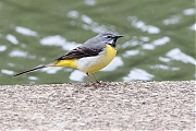 Filename=Grote-gele-kwikstaart-20190520g1280YSXX5085a.jpg
Filesize=802KiB
Dimensions=1280x960
Date added=May 21, 2019 Grote-gele-kwikstaart-20190520g1280YSXX5085a.jpg