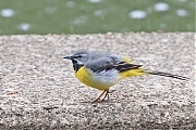 Filename=Grote-gele-kwikstaart-20190520g1280YSXX5097b.jpg
Filesize=936KiB
Dimensions=1280x960
Date added=May 25, 2019 Grote-gele-kwikstaart-20190520g1280YSXX5097b.jpg