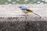 Filename=Grote-gele-kwikstaart-20190520g1280YSXX5100a.jpg
Filesize=1004KiB
Dimensions=1280x960
Date added=May 21, 2019 Grote-gele-kwikstaart-20190520g1280YSXX5100a.jpg