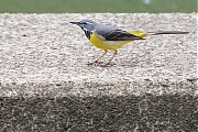 Filename=Grote-gele-kwikstaart-20190520g1280YSXX5132c.jpg
Filesize=856KiB
Dimensions=1280x960
Date added=May 25, 2019 Grote-gele-kwikstaart-20190520g1280YSXX5132c.jpg