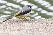 Filename=Grote-gele-kwikstaart-20190520g1280YSXX5144a.jpg
Filesize=862KiB
Dimensions=1280x960
Date added=May 21, 2019 Grote-gele-kwikstaart-20190520g1280YSXX5144a.jpg