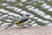 Filename=Grote-gele-kwikstaart-20190520g1280YSXX5144b.jpg
Filesize=873KiB
Dimensions=1280x960
Date added=May 25, 2019 Grote-gele-kwikstaart-20190520g1280YSXX5144b.jpg